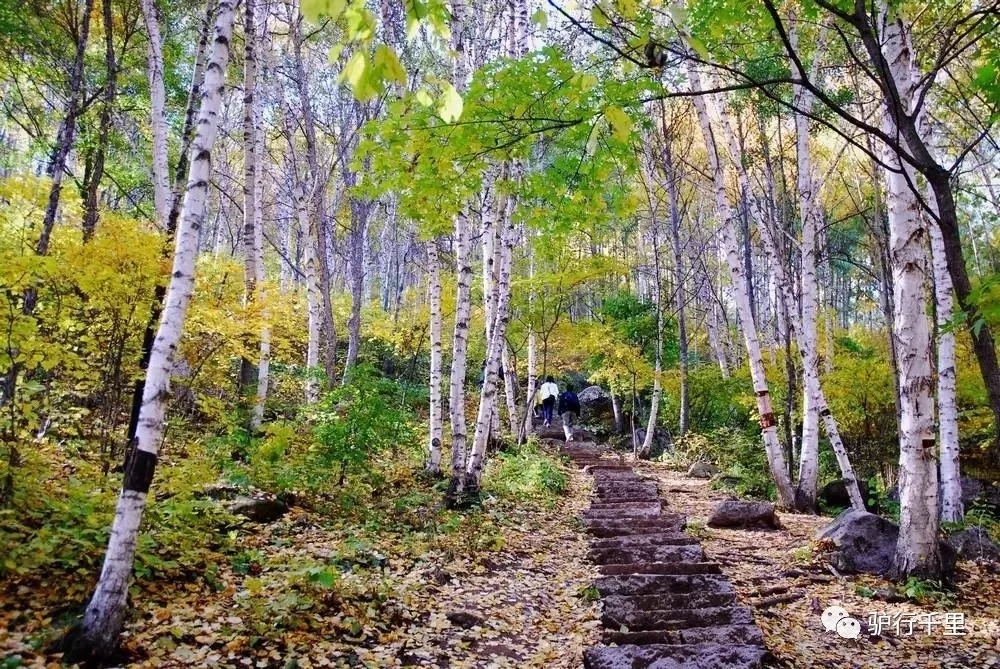 【喇叭溝門】10/13，喇叭溝門原始森林，看漫山紅葉、賞金秋白樺，免票線