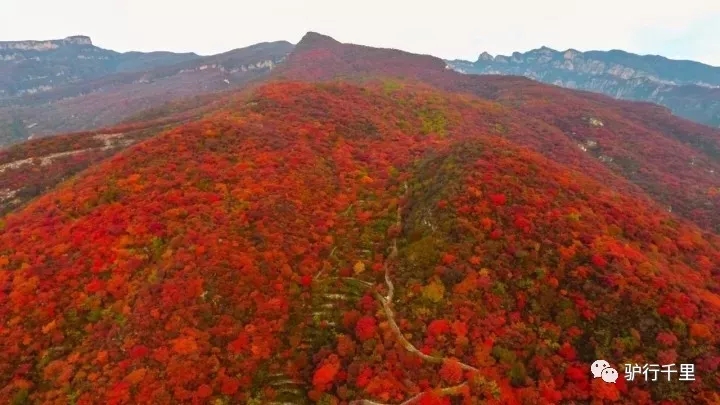 【坡峰嶺紅葉節(jié)】10.27，早知坡峰嶺，何必去香山！免票線！