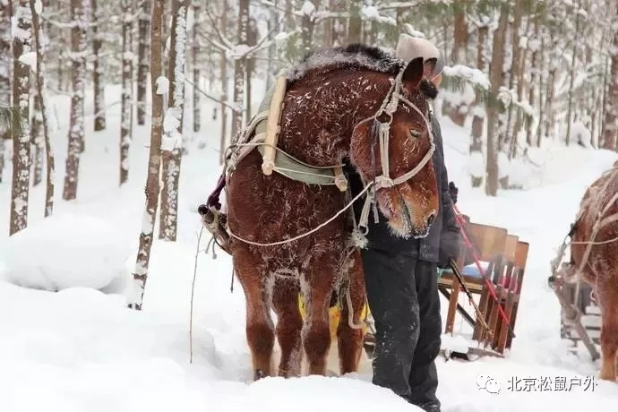 【元旦雪鄉】丨冰雪童話世界，雪谷、雪鄉、霧凇島、哈爾濱冰燈，體驗東北林海雪原，跨年火車團，不用請假