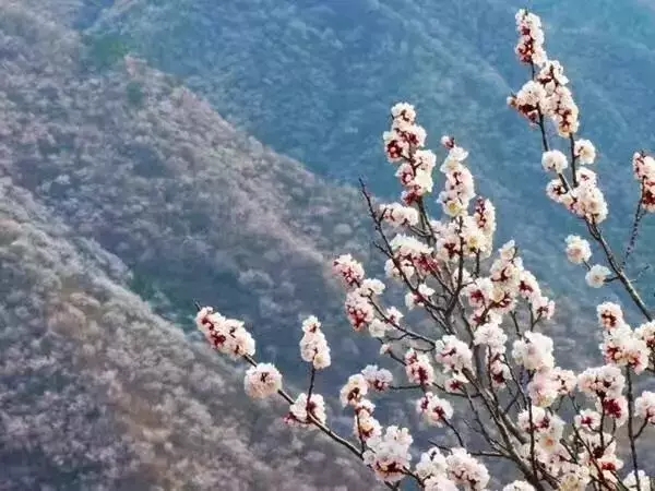 「水長城」3.23日 京郊最美的水長城