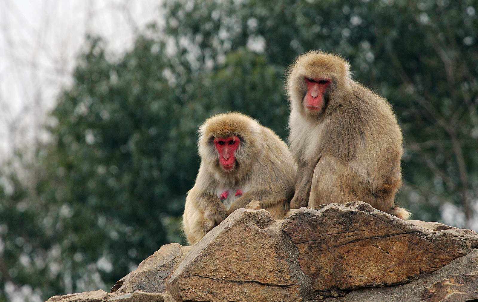 八達(dá)嶺野生動物園一日游