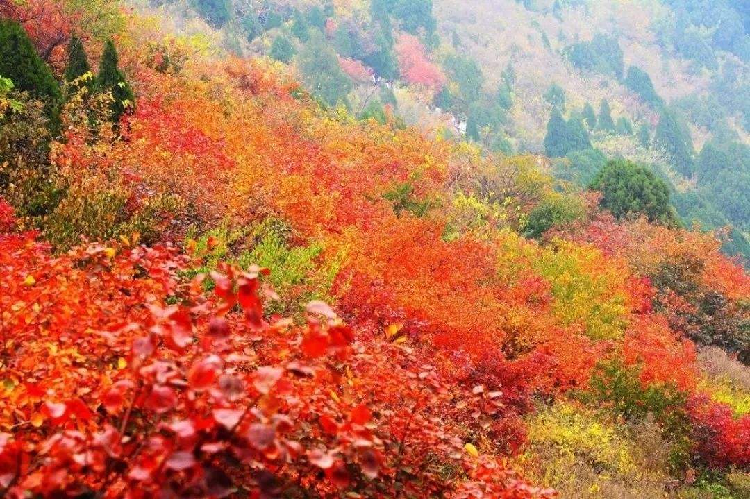 2020年香山紅葉節(jié)