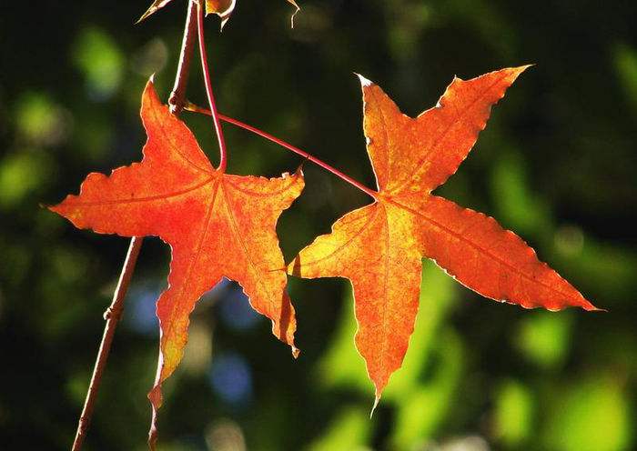 香山紅葉節(jié)